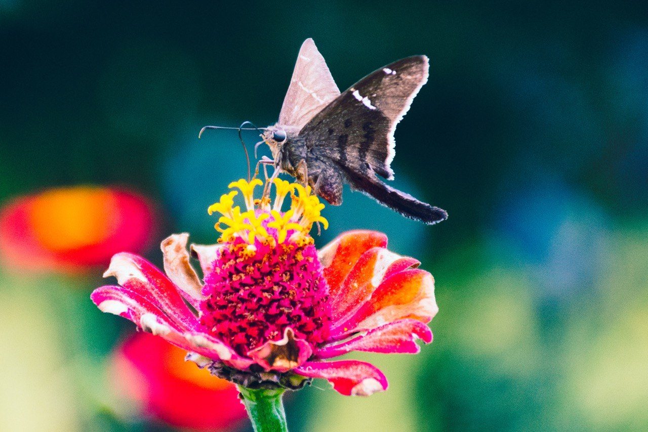 Long-tailed skipper butterfly on zinnia