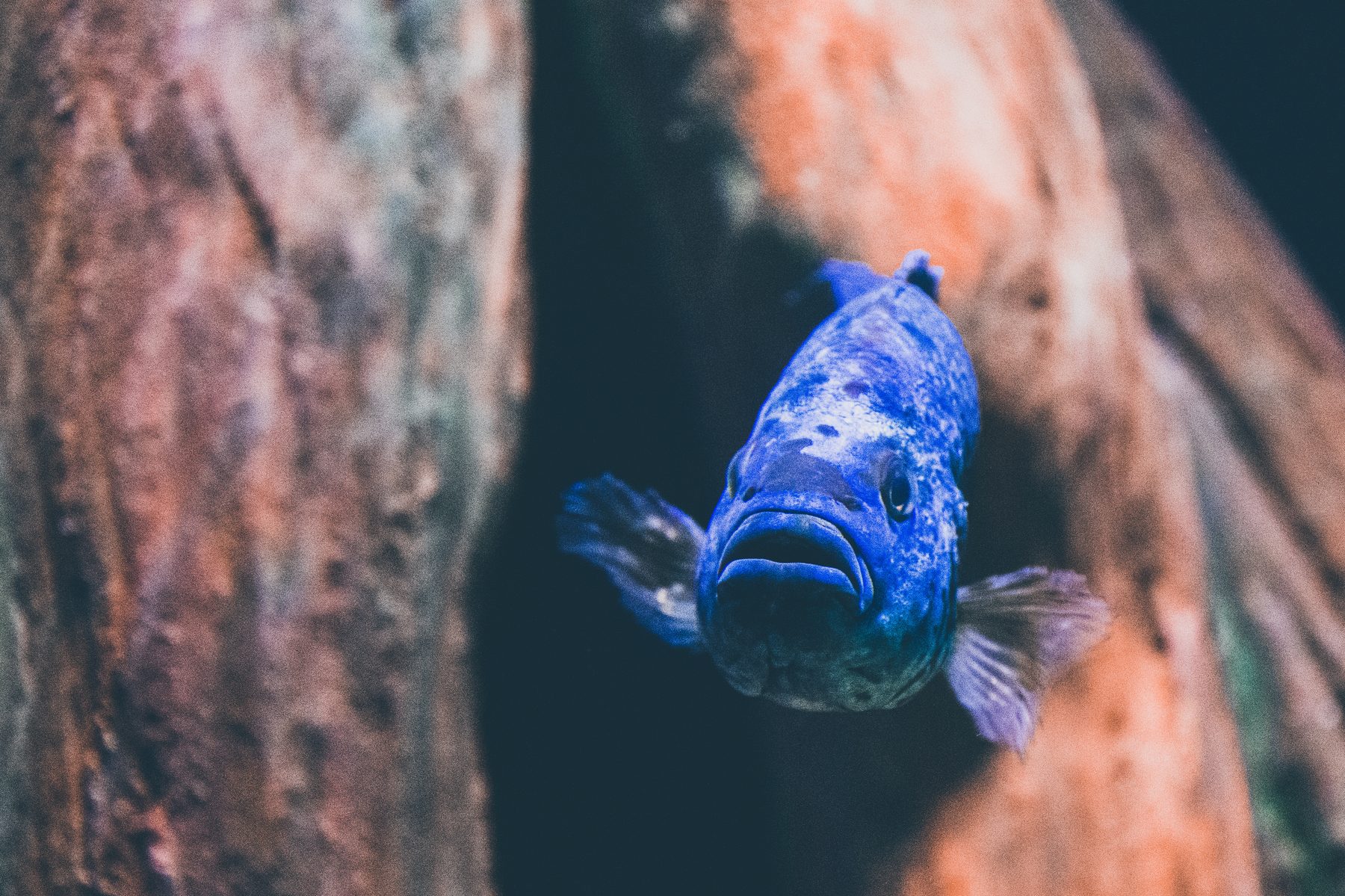 Blue fish between rusted posts