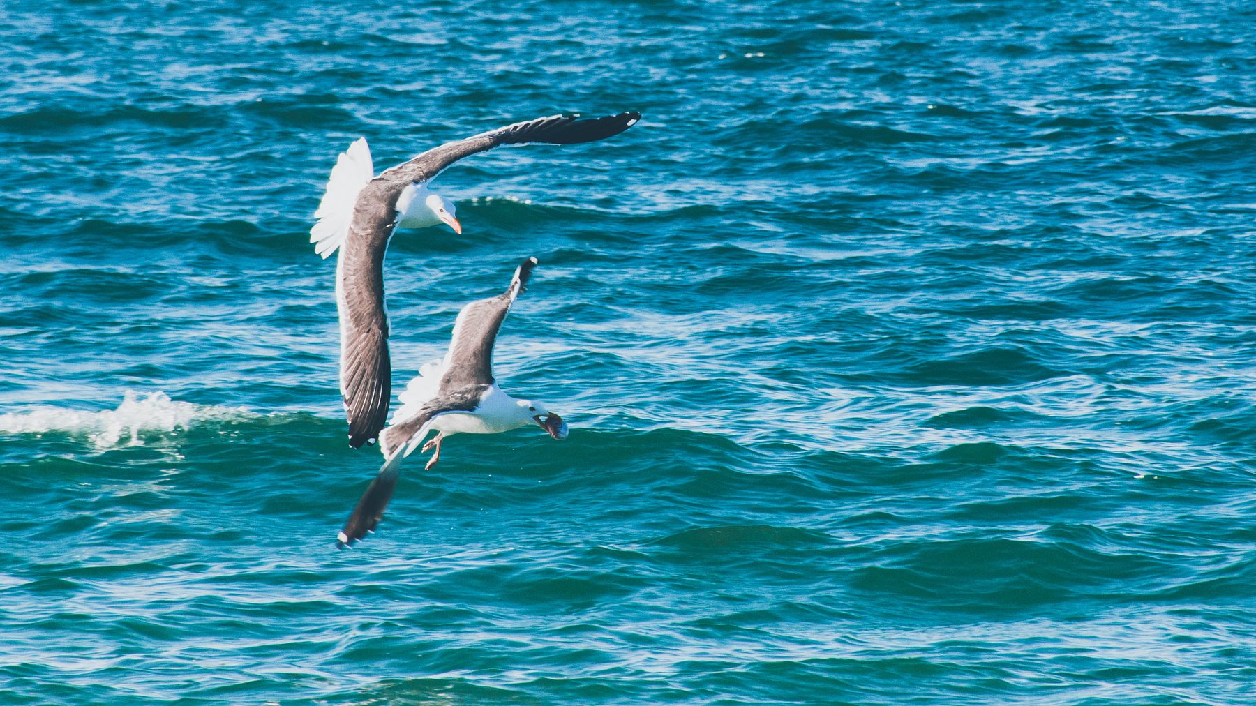Two kelp gulls diving over blue water