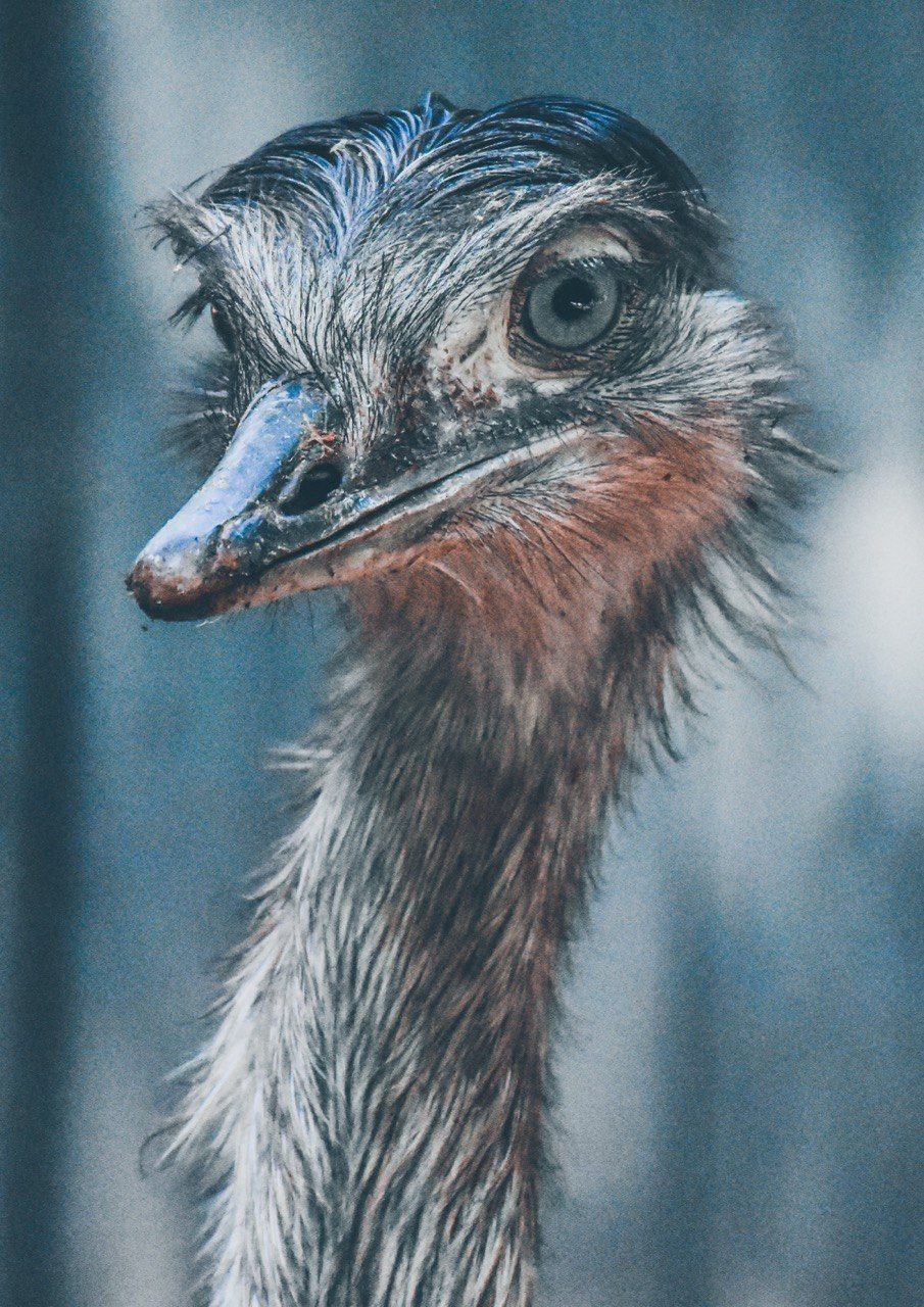Greater rhea head and neck, portrait